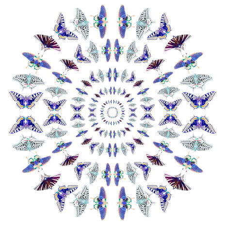 Winged rings