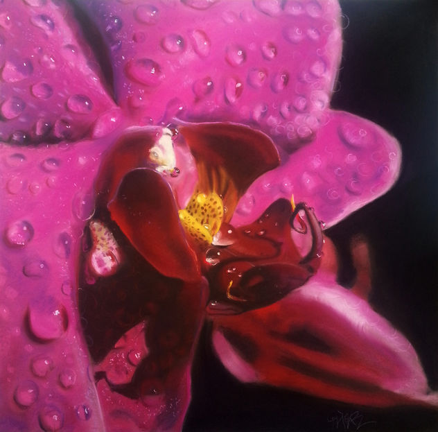 orchid n3