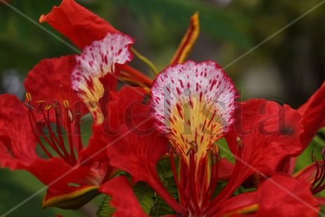 Flores rojas