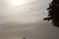 Aves en el cielo