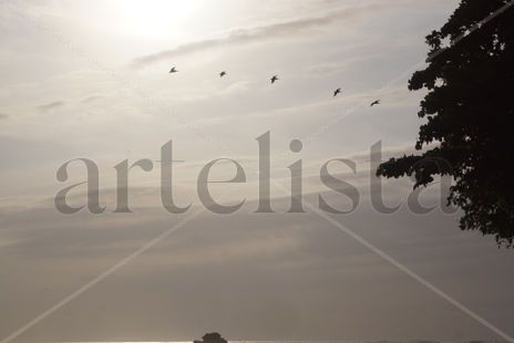 Aves en el cielo