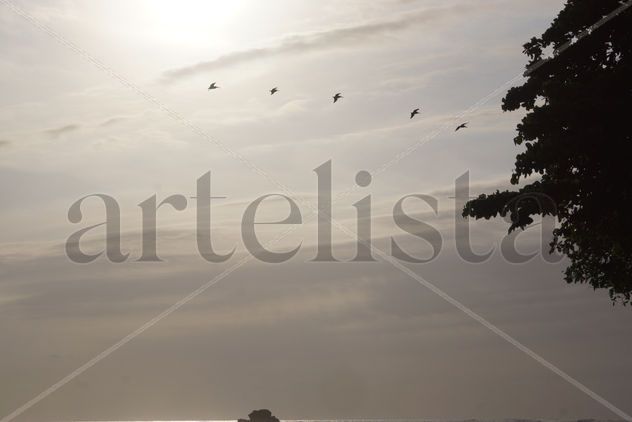 aves en el cielo
