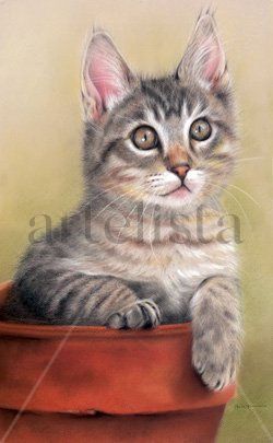 Gato