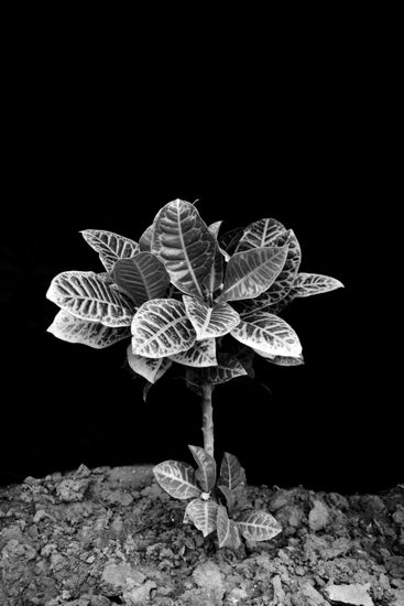 Growth Naturaleza Blanco y Negro (Digital)