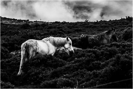 Blanco y Negro
