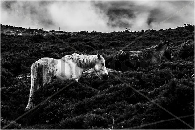 Blanco y Negro Nature Black and White (Digital)