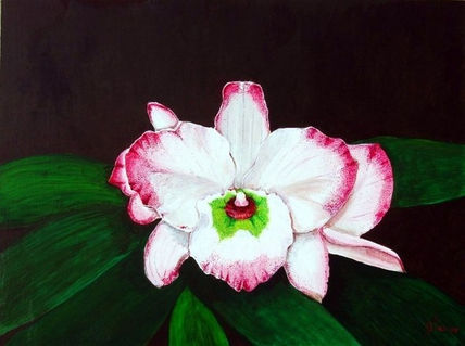 White & Fuchsia...