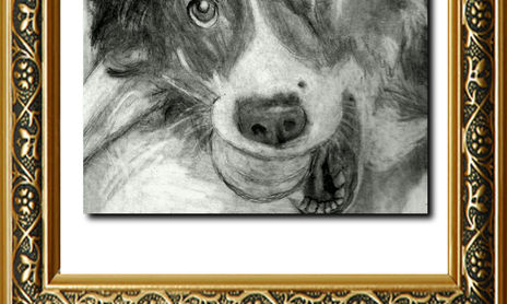 Animales