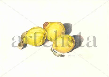 Membrillos