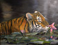 El tigre y la flor