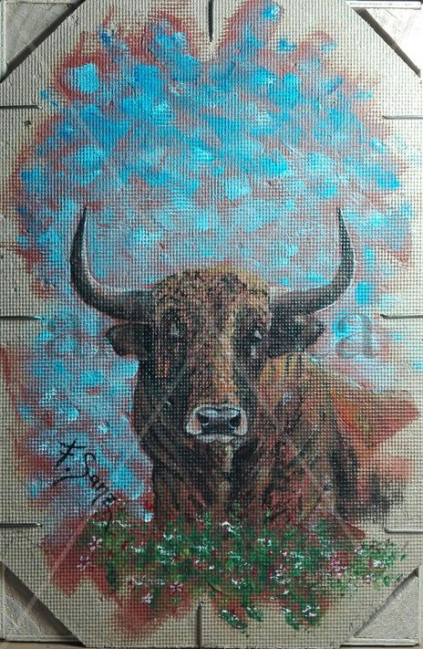 Toro colorao