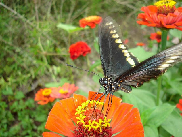 Butterfly Dance 2 Naturaleza Color (Digital)