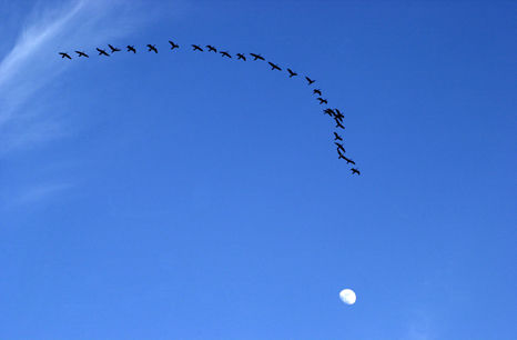 El vuelo Naturaleza Color (Digital)