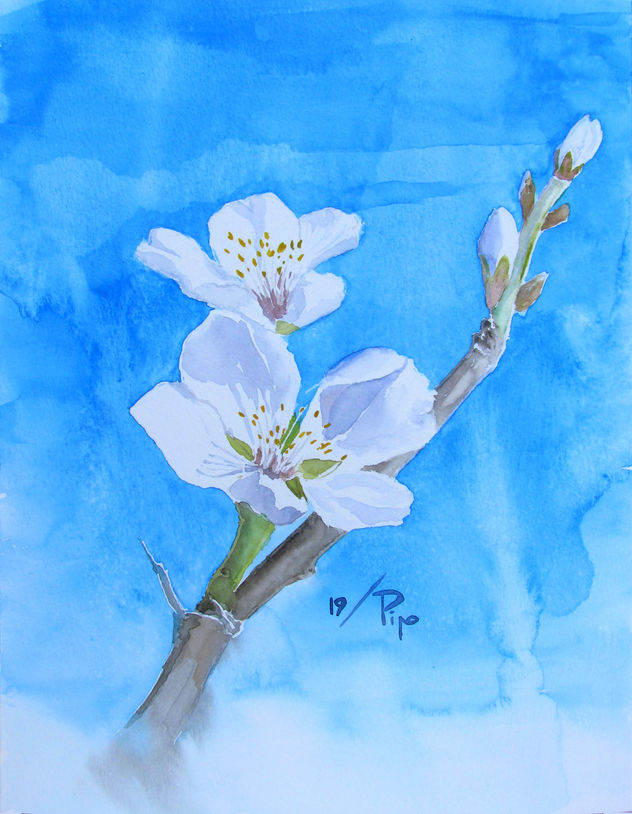flores de almendro