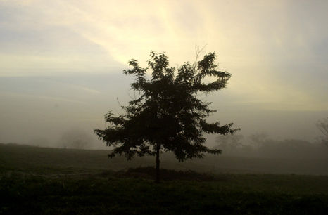 El arbol Nature Color (Digital)