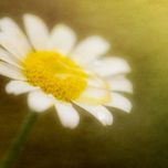 Flores thumbnail 1