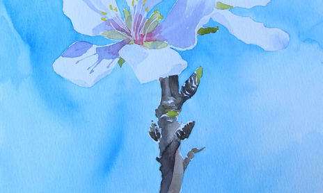 almendros