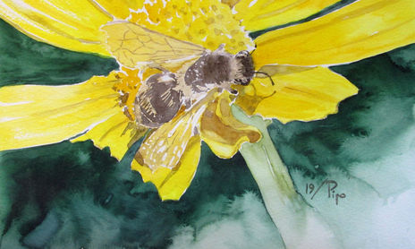 insectos