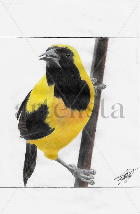 Icterus chrysater