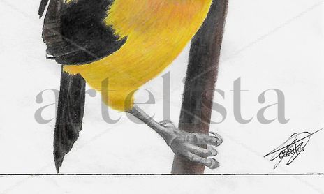Aves