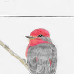 Aves thumbnail 2