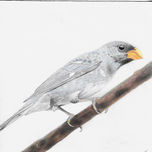 Aves thumbnail 1