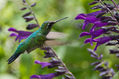 Colibrí