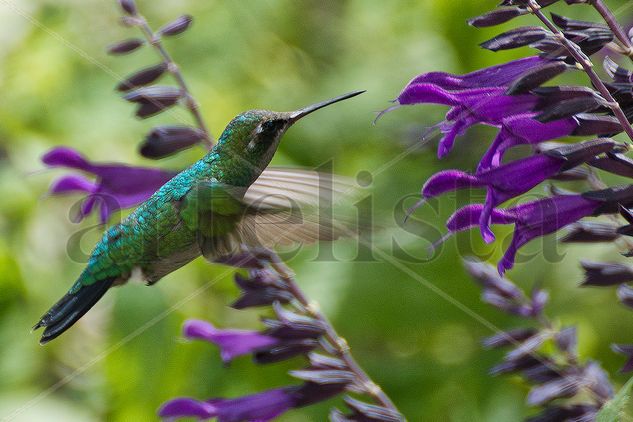 Colibrí Naturaleza Color (Digital)