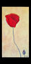 amapola
