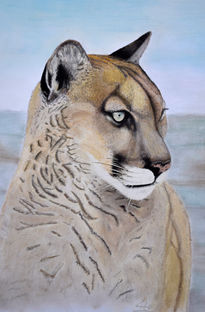 Puma Concolor