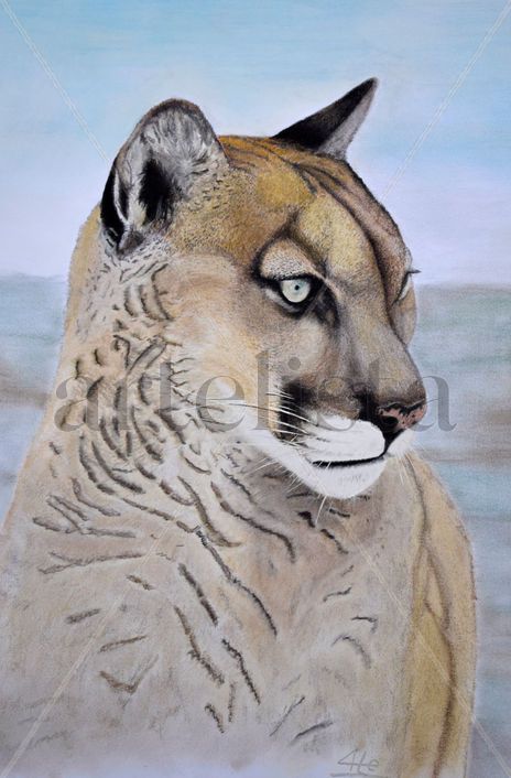 Puma Concolor