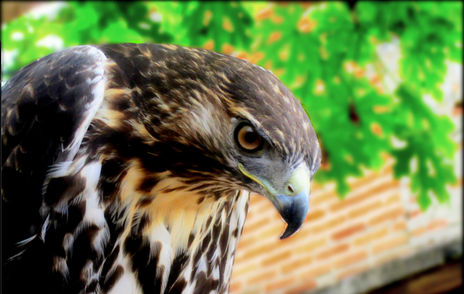 Aguila