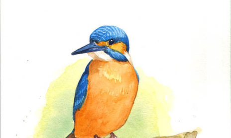 Aves