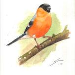 Aves thumbnail 1