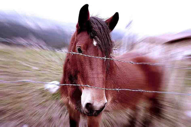 caballo Nature Black and White (Digital)