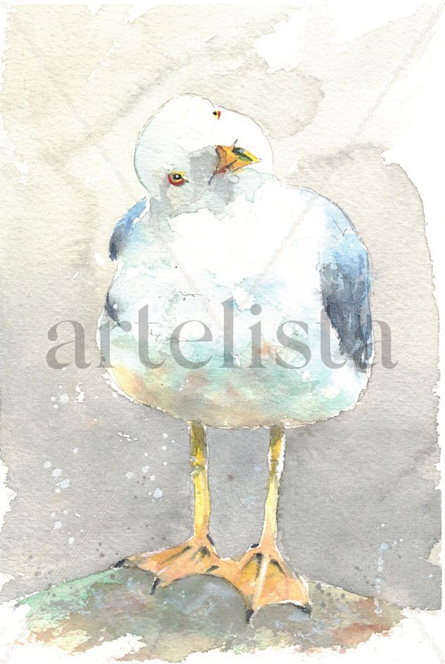 Gaviota