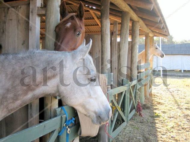 Caballeriza Other Themes Color (Digital)