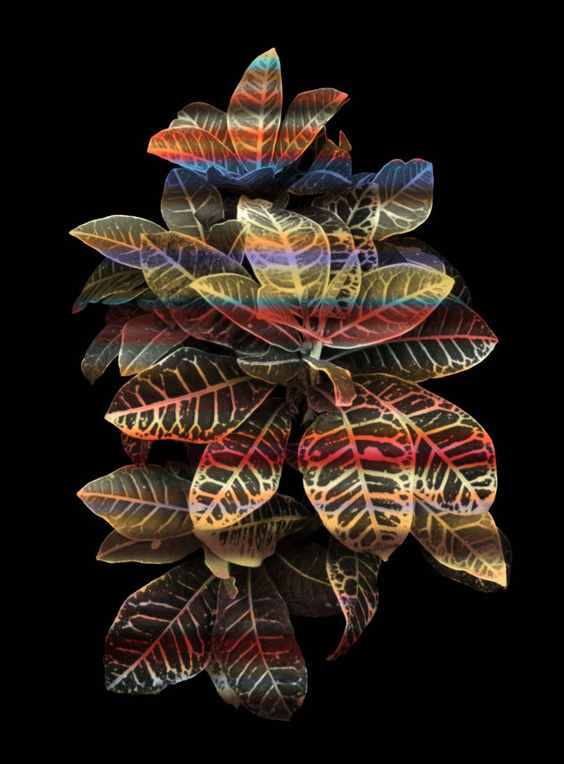Heavenly plants Nº08