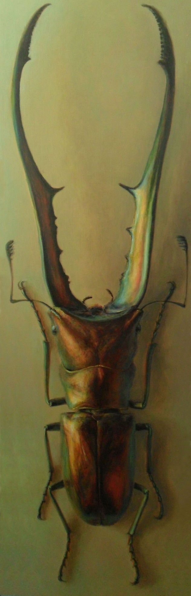CYCLOMMATUS