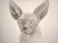 Sphynx