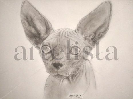 Sphynx