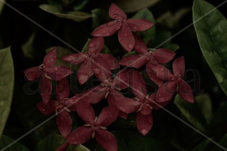Flores rojas