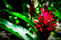 Flor Exotica, selva...