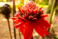 Flor roja exotica en Perú