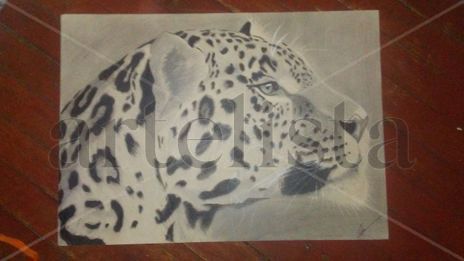 Perfil de felino...