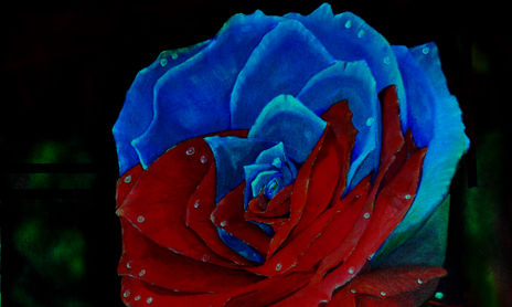 flores de mi jardin