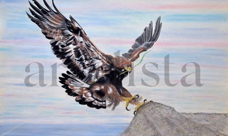 Aves
