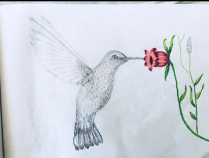 Chuparosa