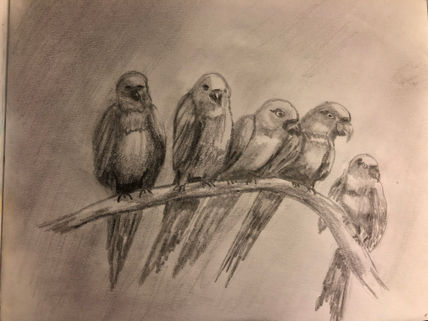 Pericos
