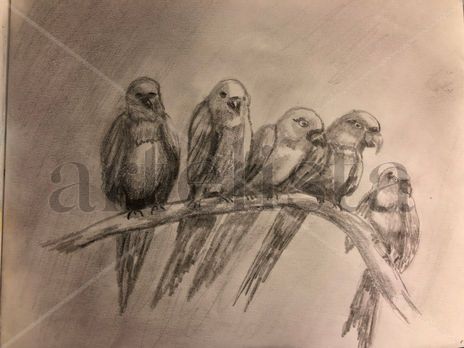 Pericos